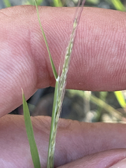 Muhlenbergia microsperma