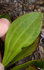 Mairia coriacea