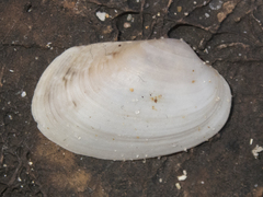 Venerupis anomala