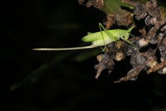 Copiphora azteca