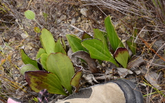 Mairia coriacea