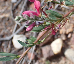 Indigofera denudata