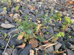 Puccinia lagenophorae