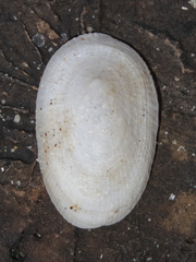 Tugali parmophoidea