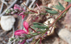 Indigofera denudata