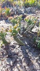 Euphorbia caput-medusae