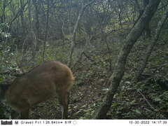 Tragelaphus sylvaticus sylvaticus