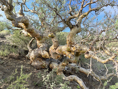 Pachycormus discolor