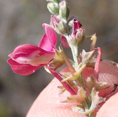 Indigofera denudata