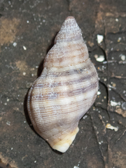 Agnewia tritoniformis