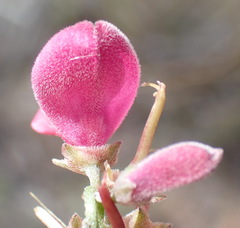 Indigofera denudata