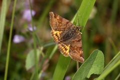 Euclidia glyphica