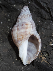 Agnewia tritoniformis