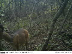 Tragelaphus sylvaticus sylvaticus