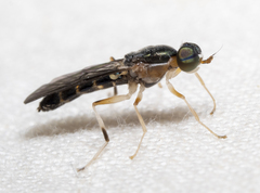 Merosargus caeruleifrons