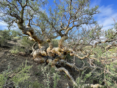 Pachycormus discolor