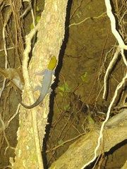 Gonatodes albogularis