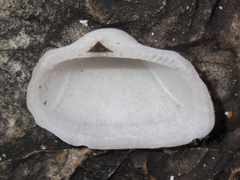Striarca pisolina