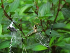 Argiope catenulata
