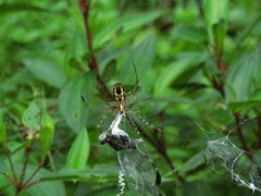 Argiope catenulata