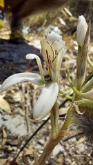 Disa draconis