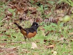 Pipilo erythrophthalmus alleni