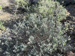 Eriogonum pondii