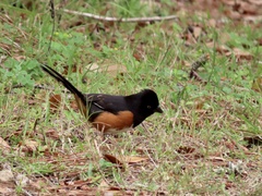 Pipilo erythrophthalmus alleni