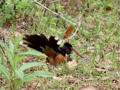 Pipilo erythrophthalmus alleni