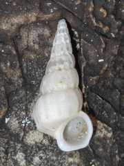 Opalia ballinensis