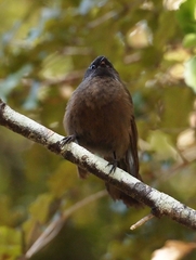 Rhipidura fuliginosa fuliginosa