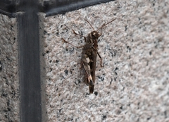 Oedaleus infernalis