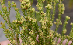 Erica serrata