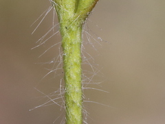Holothrix exilis