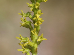 Holothrix exilis