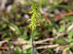 Holothrix exilis