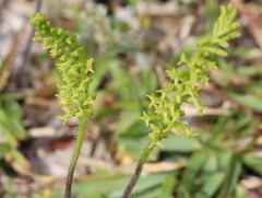 Holothrix exilis