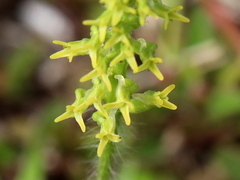 Holothrix exilis