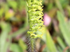 Holothrix exilis