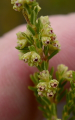Erica serrata