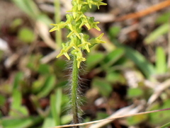 Holothrix exilis