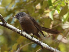 Rhipidura fuliginosa fuliginosa