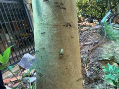 Zanthoxylum martinicense