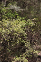 Leptospermum trinervium