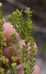 Erica serrata
