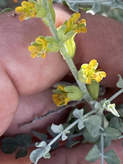 Errazurizia benthamii
