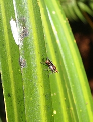 Sciomyzidae