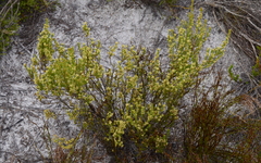 Erica serrata