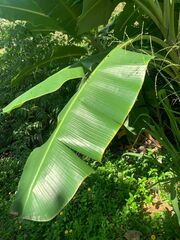 Musa