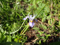 Moraea stricta